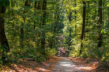 Yeşil bir ormanda yol