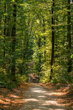 Sonbahar ormanı ve yol renkli yapraklarla dolu.