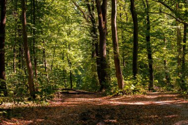 Yeşil ormandaki patika