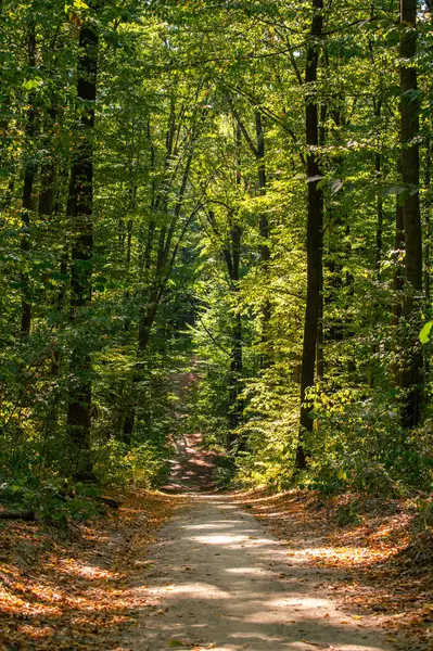 Sonbahar ormanı ve yol renkli yapraklarla dolu.
