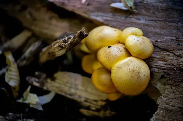 Ormandaki bir kütükte sarı mantarlar.