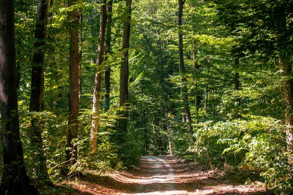 Ağaçlı güzel yeşil orman sabah