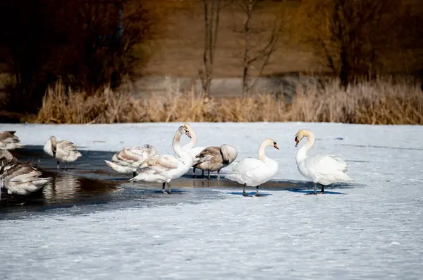 Kışın buz üstünde kuğular ve ördekler.