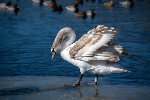Kışın gölde uçan beyaz kuğu.