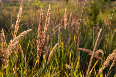 yeşil çimenler ve bulanık bir arka planı olan büyük dikenler.