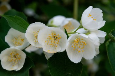Bahçedeki güzel beyaz yasemin çiçekleri