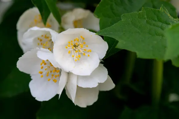 Bahçedeki güzel çiçekler