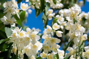 Mavi gökyüzü arka plan üzerinde Yasemin çiçekleri