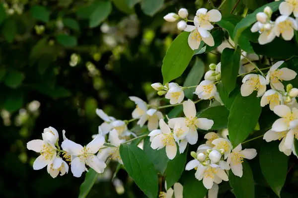 Bahçedeki beyaz yasemin çiçekleri.