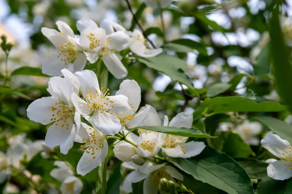 Bahçedeki beyaz yasemin çiçekleri
