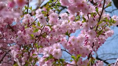 Arılar sakura çiçeklerinin yanında uçuyor.