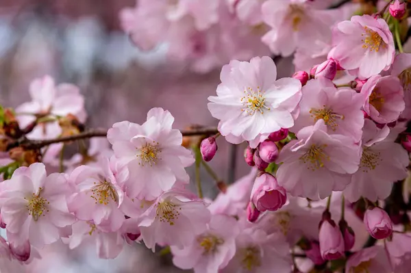 Baharda güzel sakura çiçekleri