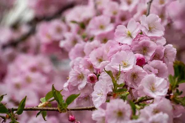 Bahçedeki güzel pembe çiçekler