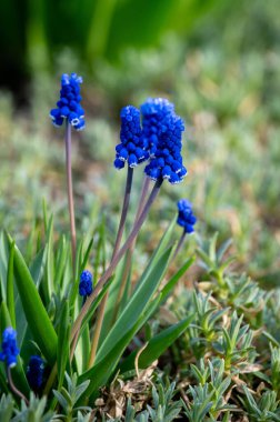 Bahçedeki güzel mavi çiçekler