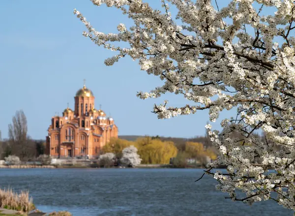 Parkta bir ağaçla bahar manzarası. Kilise, çiçek açan kiraz ağacının arka planına odaklanamıyor.