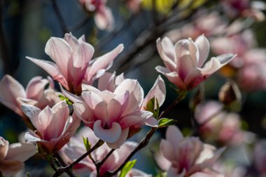 Ağaçta bir sürü pembe manolya çiçeği var.