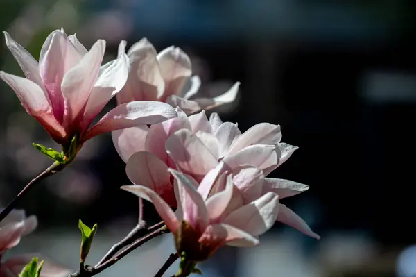 Koyu arkaplanda pembe manolya çiçeği