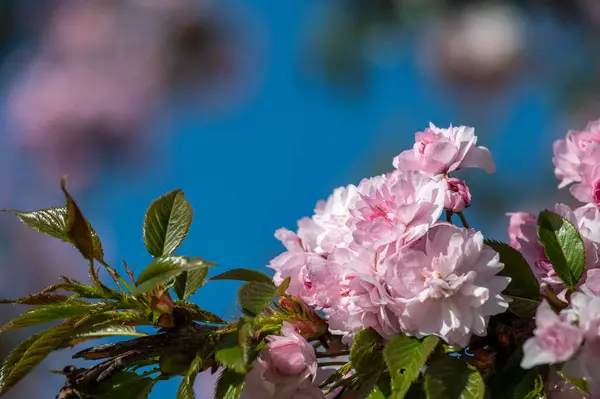 Mavi bir arka planda yemyeşil sakura çiçekleri