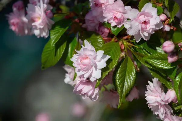 Pembe çiçekli ve yeşil yapraklı Sakura dalı