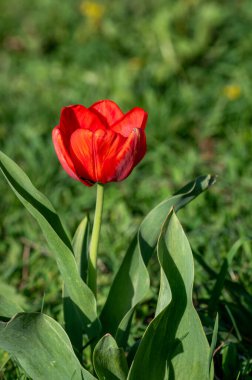 Bahçedeki kırmızı lale, kapat.