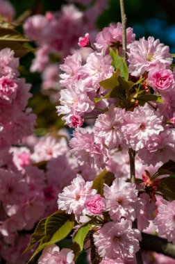 Bahçede güzel bahar çiçekleri