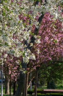 Parkta güzel bahar kiraz çiçekleri