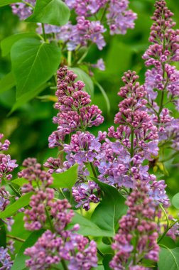 Bahçedeki leylak çiçekleri.