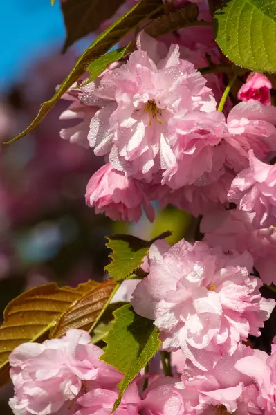 Sakura ağacının pembe çiçekleri