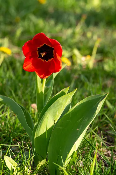 Bahçede büyüyen kırmızı lale çiçeği