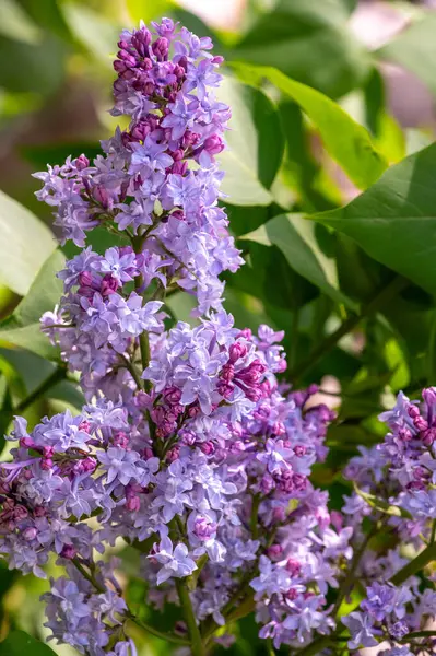 Baharda bahçede mor leylak çiçekleri