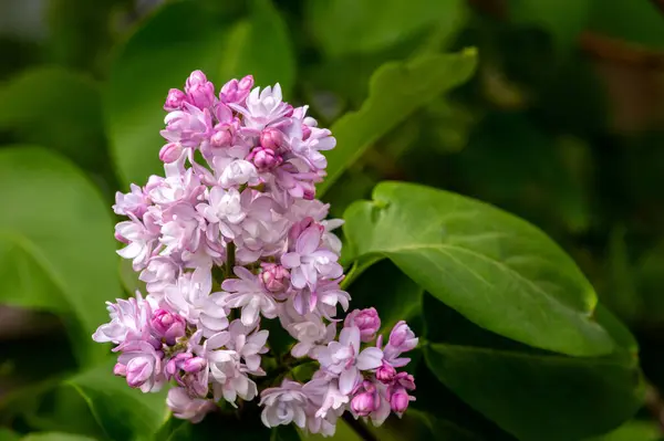 Yakın çekim - çiçek açan güzel bir çekim