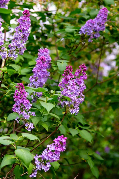 Çiçek açan leylak çiçekleri, bahar arkaplanı, kapat