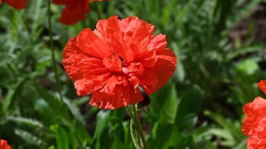 Bahçedeki kırmızı çiçek, doğa arka planı.