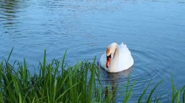 Gölde beyaz bir kuğu