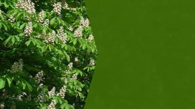 Tasarımınız için pankart. bahar arkaplanı.