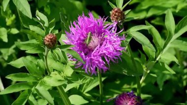 Bahçedeki mor çiçeğin üzerinde yeşil bir çekirge oturuyor.