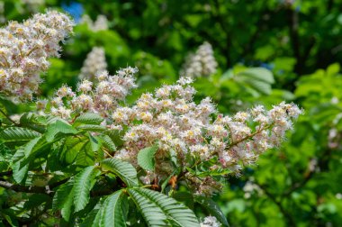 İlkbaharda kestane ağacının güzel çiçekleri