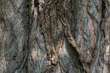 ağaç kabuğu dokusu arkaplanı