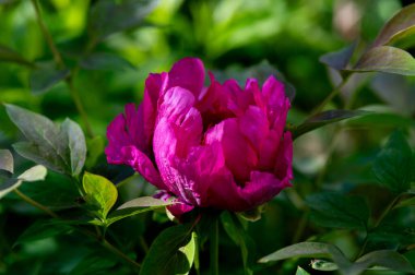 Bahçedeki yeşil arka planda pembe şakayık çiçeği