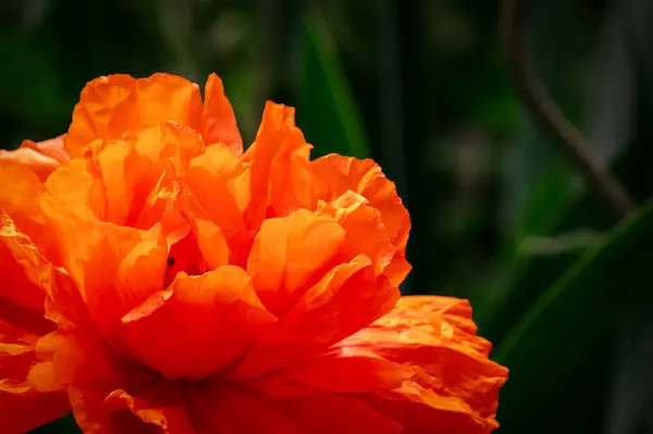 Güzel kırmızı çiçek. Yaklaş.