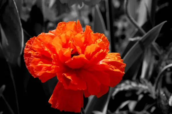 Kırmızı gelincik çiçeği bahçeye yakın