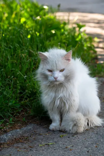 Sokakta oturan üzgün beyaz sokak kedisi