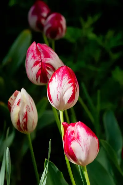 Bahçedeki güzel renkli laleler