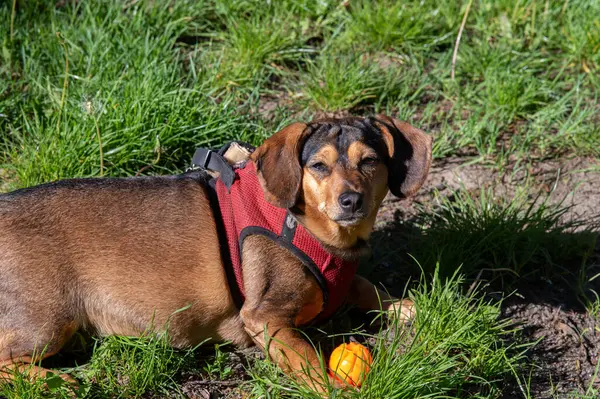 Mutlu dachshund, küçük köpek dışarıda topla oynuyor.