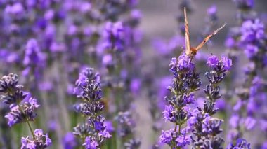Lavanta çiçekleri güzel kelebeği