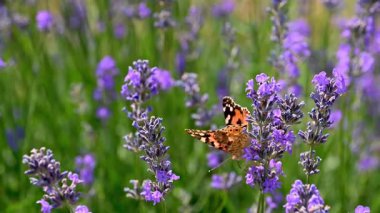 Lavanta tarlasında güzel bir kelebek