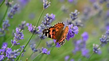 Güzel turuncu kelebek lavanta çiçeklerinde