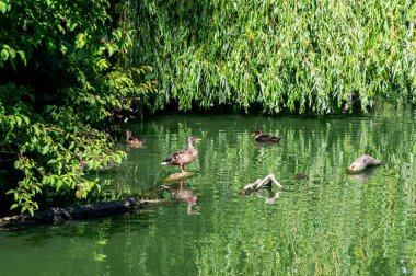 Göldeki ördekler