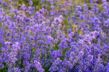 Tarlada güzel açan lavanta çiçekleri