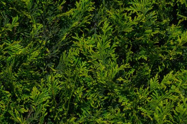 Yeşil yaprak dokusu, doğa arkaplanı